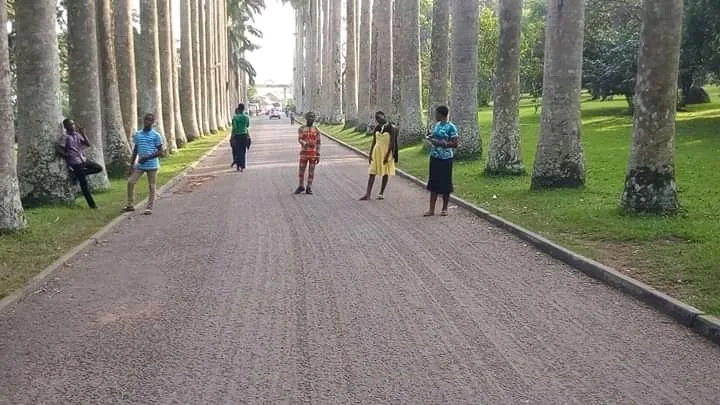 Palm-lined avenue at Aburi Botanical Gardens