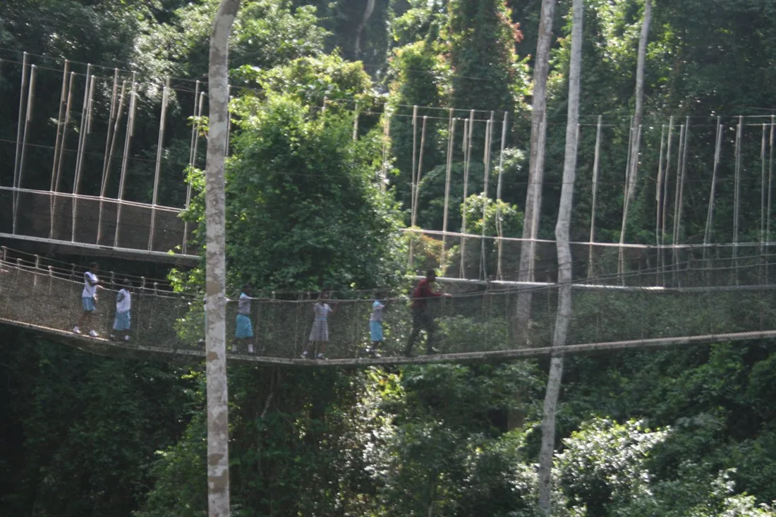 Visitors crossing Kakum’s suspended forest canopy walkway